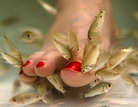 Fish Pedicures