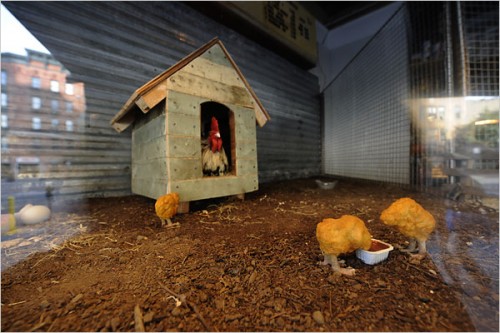 Banksys NYC Installation The Village Pet Store and Charcoal Grill 