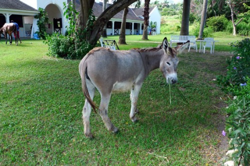 Jamaica Day 3: Beach Ride with Horses @ Half Moon