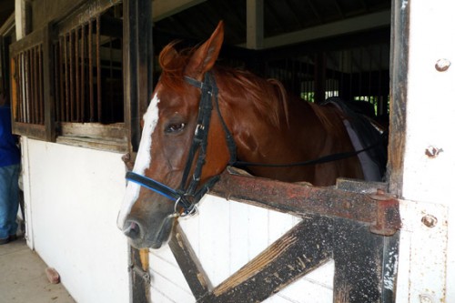 Jamaica Day 3: Beach Ride with Horses @ Half Moon
