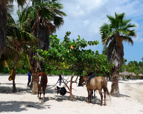Jamaica Day 3: Beach Ride with Horses @ Half Moon