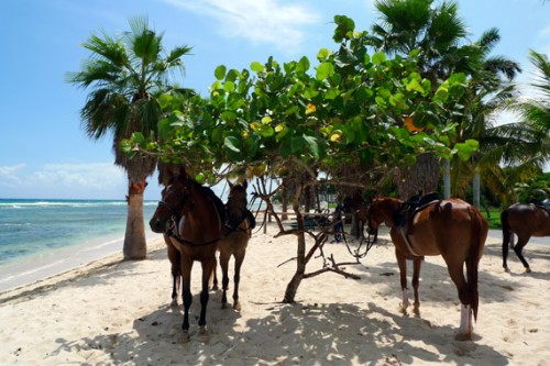Jamaica Day 3: Beach Ride with Horses @ Half Moon