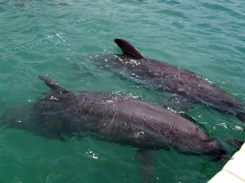 Jamaica Day 6: Dolphin Swim + Goodbye