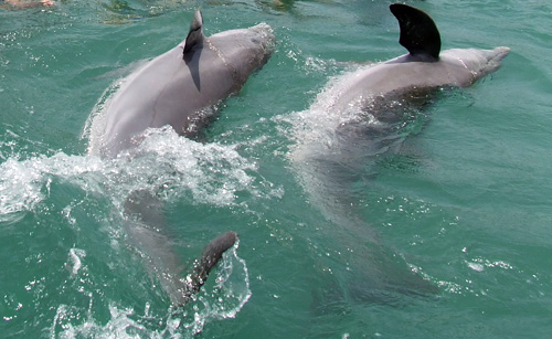 Jamaica Day 6: Dolphin Swim + Goodbye