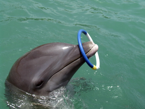 Jamaica Day 6: Dolphin Swim + Goodbye