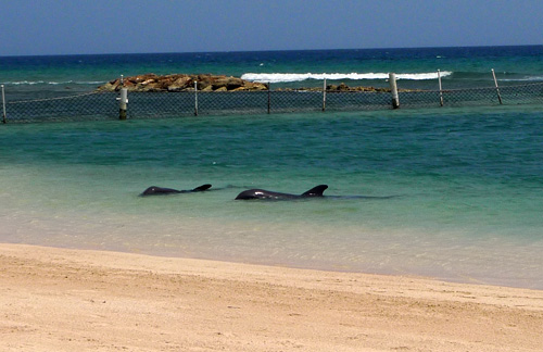 Jamaica Day 6: Dolphin Swim + Goodbye