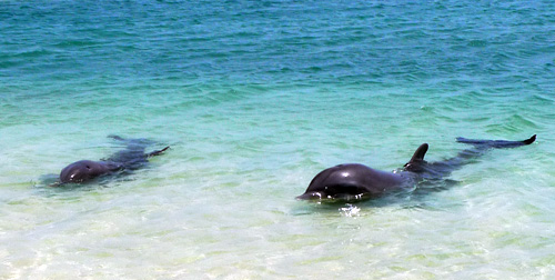 Jamaica Day 6: Dolphin Swim + Goodbye
