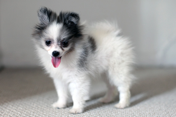 New Member