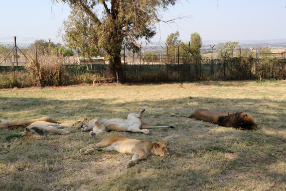 South Africa Day 2: Lion Park