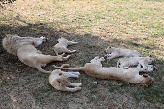South Africa Day 2: Lion Park