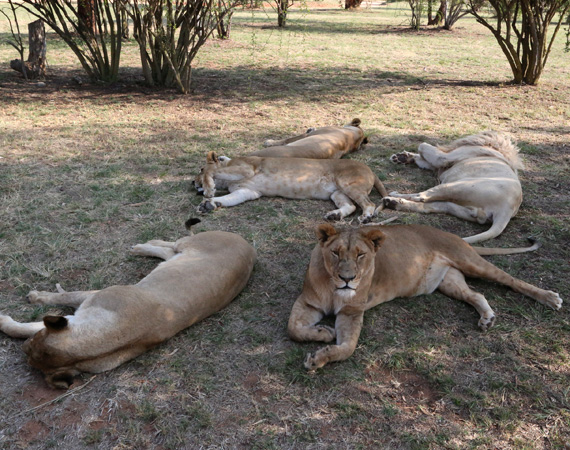 South Africa Day 2: Lion Park