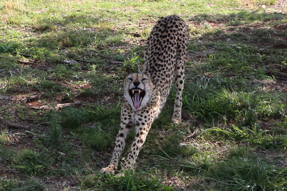 South Africa Day 2: Lion Park