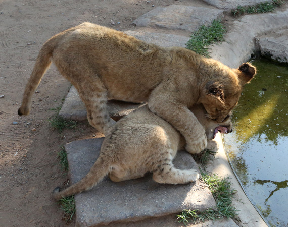 South Africa Day 2: Lion Park