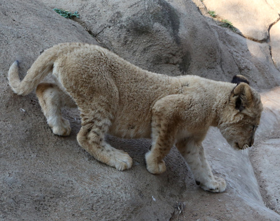 South Africa Day 2: Lion Park