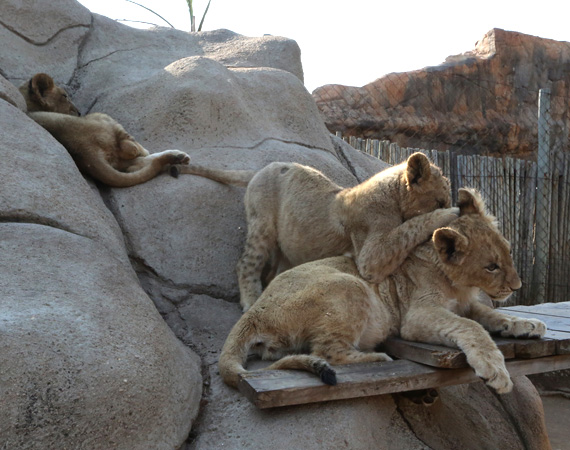 South Africa Day 2: Lion Park