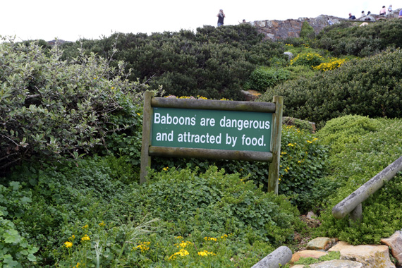 South Africa Day 7: Cape Point, Chapmans Peak & Signal Hill
